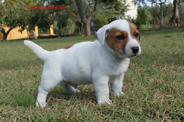 Jack Russell Terrier cachorros