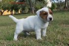 Jack Russell Terrier cachorros - mejor precio | unprecio.es