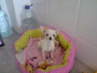 PERRITA CHIHUAHUA BUSCA NOVIO! - mejor precio | unprecio.es