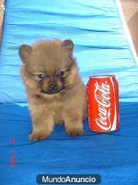 POMERANIA MINI 400€