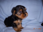 Precioso cachorrito de yorkshire con pedigree - mejor precio | unprecio.es