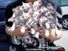 regalo gatitos - mejor precio | unprecio.es