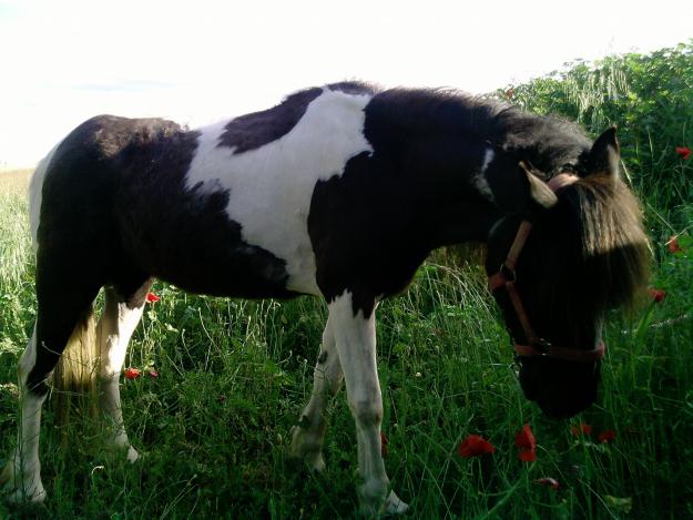 SE VENDE YEGUITA PIA PEQUEÑA MEDIO PONY