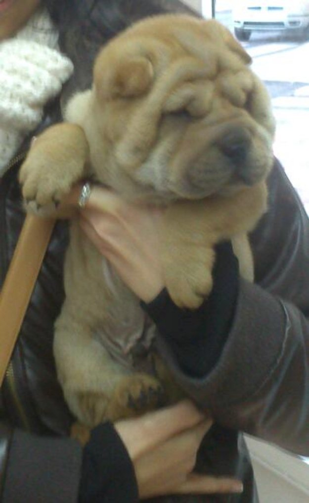 Shar Peis el regalo de San Valentín