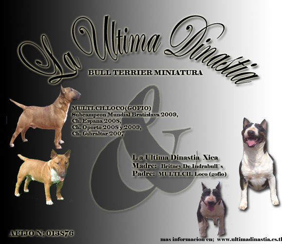 bull terrier miniatura