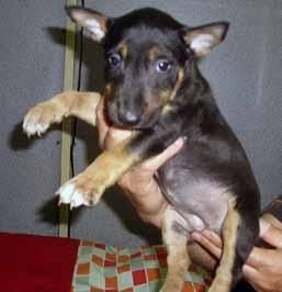 bullterrier mini