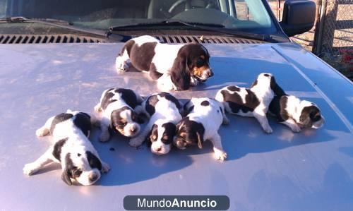 Cachorra de basset hound