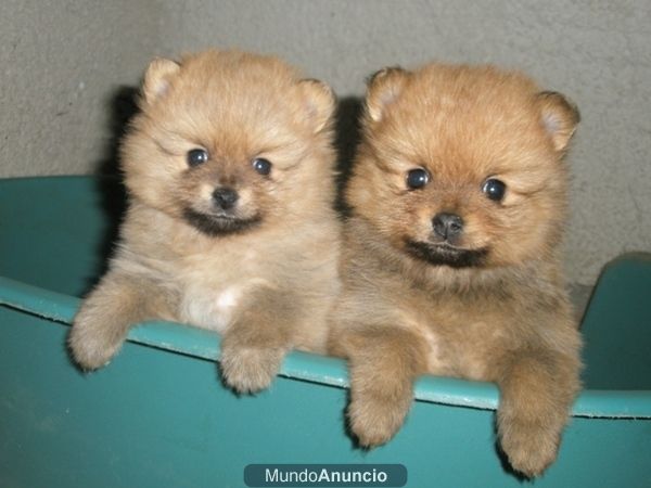 CACHORROS DE POMERANIA, PRECIOSOS 530 EUROS
