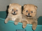 CACHORROS DE POMERANIA, PRECIOSOS 530 EUROS - mejor precio | unprecio.es