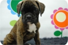 Camada de Boxer de excelentes caracteristicas y calidad. - mejor precio | unprecio.es