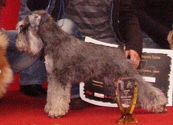 SE OFRECE MACHO SCHNAUZER  MINIATURA SAL Y PIEMIENTA PARA MONTA