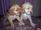 Cachorritos de cocker por 290€ - mejor precio | unprecio.es