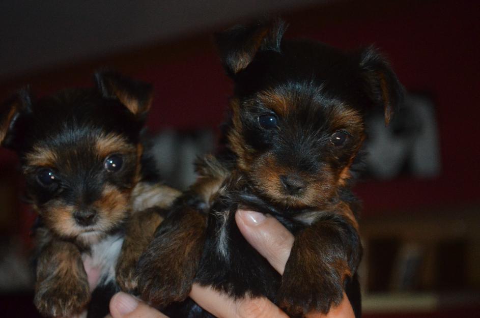 cachorros                  yorkshire