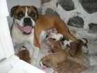 cachorros de boxer - mejor precio | unprecio.es