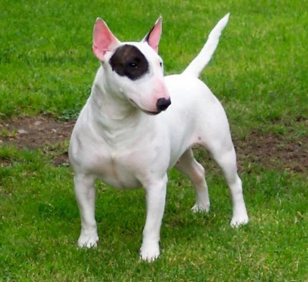 dispongo de macho y hembra de bullterrier