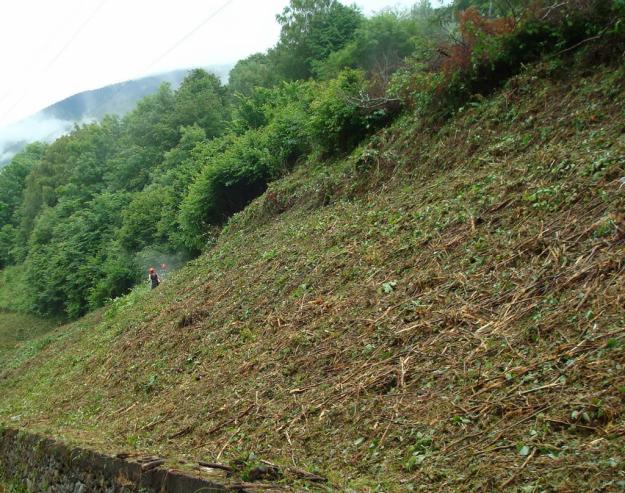 Limpieza de parcelas,tala de pinos,tala y poda de pinos,tala en altura,servicios forestal.