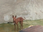 montas de podenco andaluz - mejor precio | unprecio.es