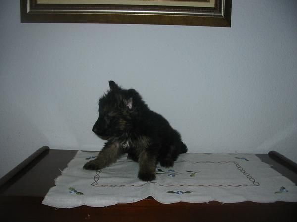 Pastores alemanes,machos y hembras,pedigree.