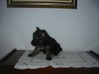 Pastores alemanes,machos y hembras,pedigree. - mejor precio | unprecio.es