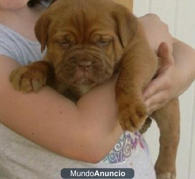 Regalo                sefewe dogo de burdeos cachorro       efew
