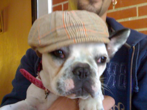 vendo cachorros de bulldog frances por 600 negociables todavia no los a tenido