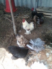 vendo gallinas - kikas en Pontevedra - mejor precio | unprecio.es