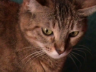 Rosa, la gata más mimosa del mundo en adopción - mejor precio | unprecio.es