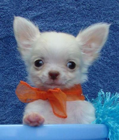 ~ T-CUP SIZED ~ Chihuahua cachorros (GRAN OFERTA PARA NAVIDAD)