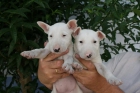 Bull terrier de calidad - mejor precio | unprecio.es