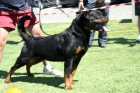 Cachorros de Rottweieler - mejor precio | unprecio.es
