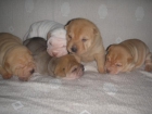 Camada de Shar Pei - mejor precio | unprecio.es