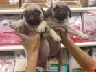 CARLINO O PUG, perros, cachorros, criadero, venta. - mejor precio | unprecio.es