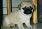 Carlinos Cachorros Super - mejor precio | unprecio.es