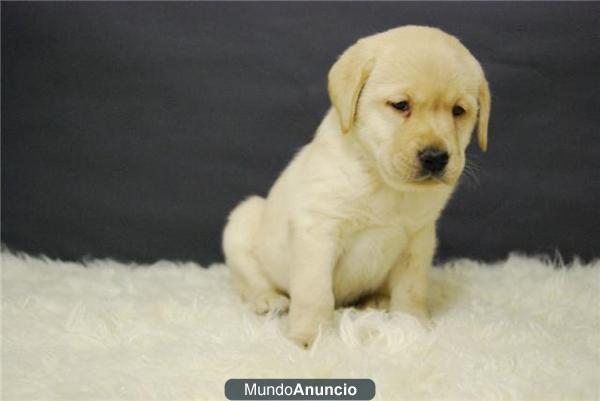 Labrador cachorros machos y hembras