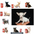 PARA CADA PERSONA ESPECIAL EXISTE UN CHIHUAHUA TOY ESPECIAL EXCLUSIVO CAMBANUS. - mejor precio | unprecio.es