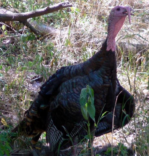 Pavos comunes
