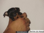 RATON DE PRAGA EN ZARAGOZA - mejor precio | unprecio.es