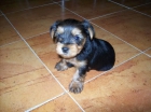 venta de animales - mejor precio | unprecio.es