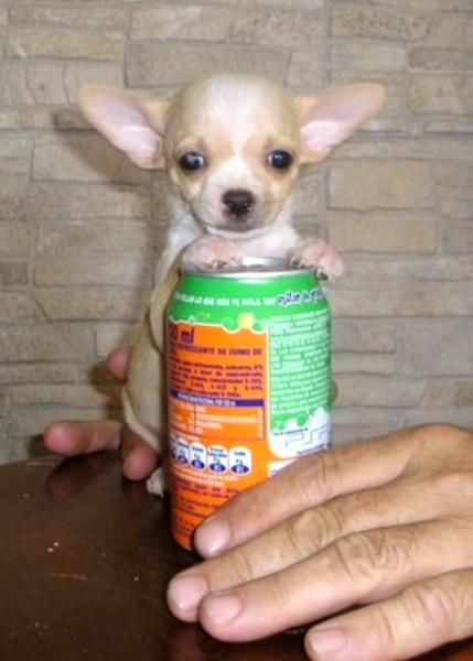 VENTA DE CHIHUAHUA MINIATURA, CACHORROS ESPECTACULARES