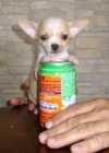 VENTA DE CHIHUAHUA MINIATURA, CACHORROS ESPECTACULARES - mejor precio | unprecio.es
