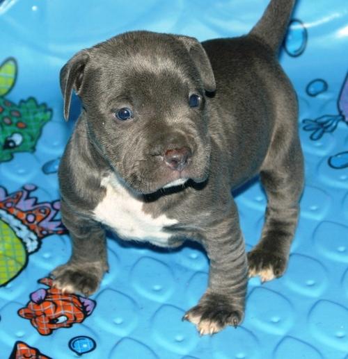 American Pitbull Terrier cachorros disponibles.