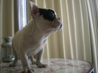 Bulldog Frances Macho - mejor precio | unprecio.es