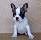 Cachorrita de BULLDOG FRANCES preciosa. - mejor precio | unprecio.es