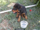 Camada de Rottweilers del levante. campeones - mejor precio | unprecio.es