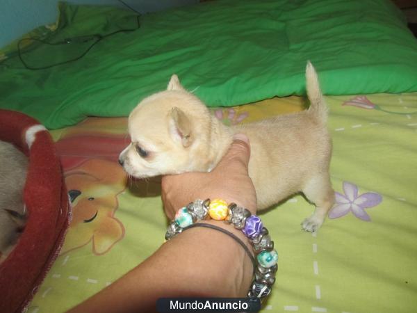 Chihuahuas de bolsillo