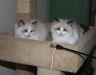 Gatitos Ragdoll fabuloso gracia de su casa para la venta - mejor precio | unprecio.es