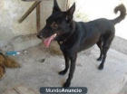 JACINTA preciosa x pastor belga busca familia - mejor precio | unprecio.es