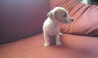 jack russell terrier - mejor precio | unprecio.es