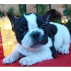 precioso macho y hembra bulldog frances con pedigree 130 - mejor precio | unprecio.es