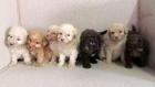 Cachorros perros de agua 160€ - mejor precio | unprecio.es